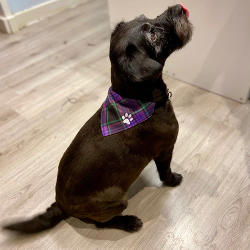 MacQueen Modern Tartan Pet Bandana - Image 2